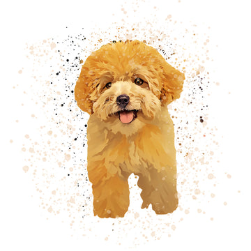 poodle splater